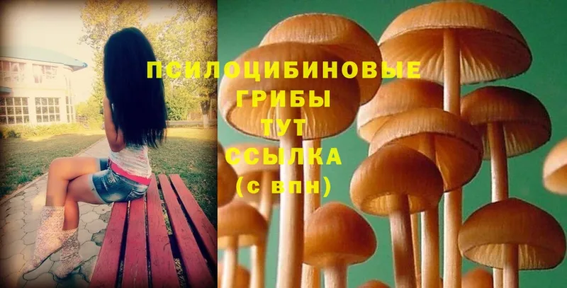 Псилоцибиновые грибы Psilocybine cubensis  kraken   Мирный 